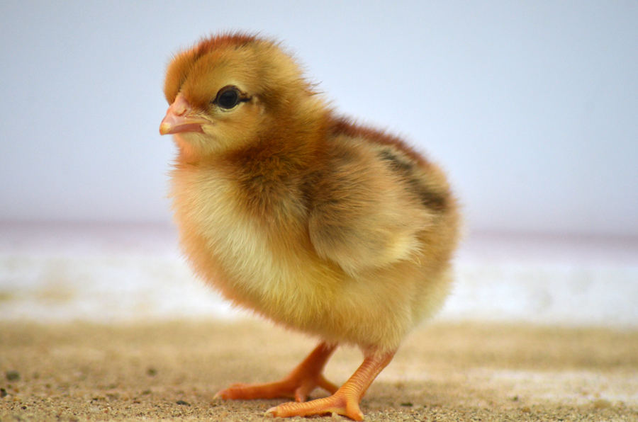 原创凤中皇清远鸡萌宝宝可爱得你受不了